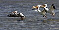 Pelicans 1852 white pelicans flying.jpg