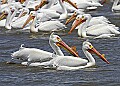 Pelicans 1909 white pelicans.jpg