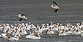 Pelicans 409 white pelicans.jpg