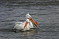 Pelicans 429 white pelicans.jpg
