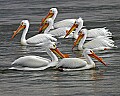 Pelicans 451 white pelicans.jpg