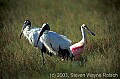 WMAG503 roseate spoonbill and wood stork.jpg