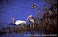WMAG504 ibis.jpg