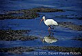 WMAG506 white ibis.jpg