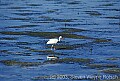 WMAG507 ibis feeding.jpg
