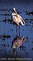 WMAG517 roseate spoonbill preening.jpg