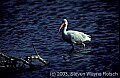 WMAG522 white ibis.jpg