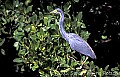 WMAG528 tri-colored heron.jpg