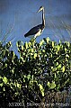 WMAG533 tri-colored heron.jpg