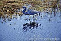 WMAG534 tri-colored heron.jpg