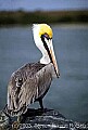 WMAG578 brown pelican.jpg