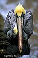 WMAG579 full-frontal brown pelican.jpg