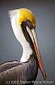 WMAG584 brown pelican portrait.jpg