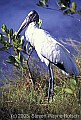WMAG593 wood stork.jpg