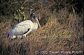 WMAG594 wood stork.jpg