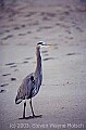 WMAG595 great blue heron.jpg