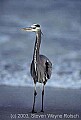 WMAG596 Great blue heron, fish hook in leg.jpg