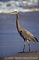 WMAG597 great blue heron profile.jpg