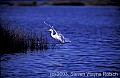 WMAG601 great white egret.jpg