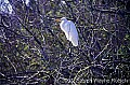 WMAG602 great white egret.jpg
