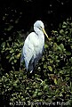 WMAG603 great white egret.jpg