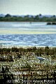 WMAG604 great white egret.jpg