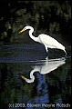 WMAG606 great white egret.jpg