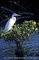 WMAG609 great white egret.jpg