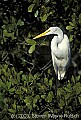 WMAG611 great white egret.jpg