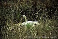 WMAG614 swan on nest.jpg