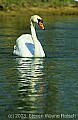 WMAG616 mute swan.jpg