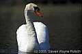 WMAG617 mute swan.jpg