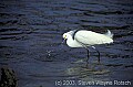 WVMAG172 snowy egret.jpg