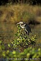 WVMAG176 great blue heron.jpg