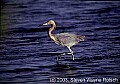 WVMAG177 reddish egret - red phase.jpg