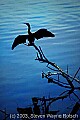 WVMAG178 anhinga drying wings.jpg