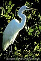 WVMAG189 great white heron.jpg