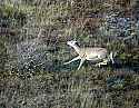 DSC_5646 whitetail doe running.jpg