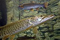 DSC_7279 muskie and rainbow trout.jpg