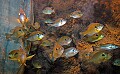 DSC_7311 cabelas fish tank.jpg