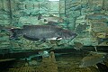 DSC_7347 blue catfish.jpg