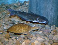 DSC_7448 softshell turtle and catfish.jpg