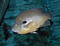 DSC_7733 bluegill.jpg