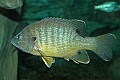 DSC_7762 green sunfish.jpg