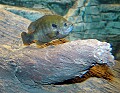 DSC_7866 green sunfish.jpg