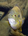 DSC_7871 redbreast sunfish.jpg