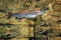 DSC_7890 rainbow trout.jpg