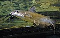 DSC_7916 channel catfish.jpg