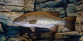 DSC_7919 smallmouth bass.jpg