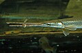 DSC_7947 long nose gar.jpg